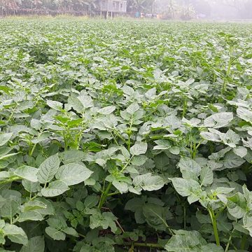 Potato field at Munshiganj, Bangladesh: Credit, Wikimedia Commons growing potatoes in Bangladesh