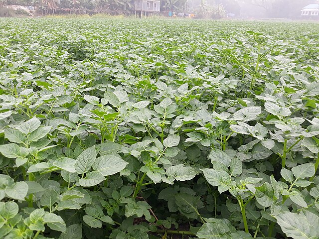 Potato field at Munshiganj, Bangladesh: Credit, Wikimedia Commons growing potatoes in Bangladesh
