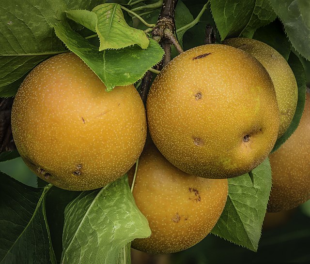 Housoi pear is a popular Japanese pear