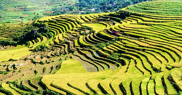 rice from Vietnam