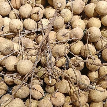 longan growing in northern Thailand: Credit, Wikimedia Commons Northern Thailand producers grow longan like this