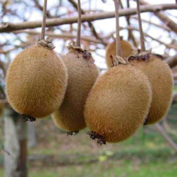 Shaanxi kiwifruit