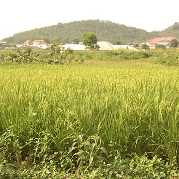 Maturing rice in Southeast Nigeria: Credit, Wikimedia Commons Borderline imports, low inflation cool rice prices in Nigeria