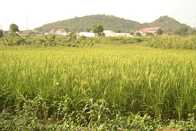 Maturing rice in Southeast Nigeria: Credit, Wikimedia Commons Borderline imports, low inflation cool rice prices in Nigeria