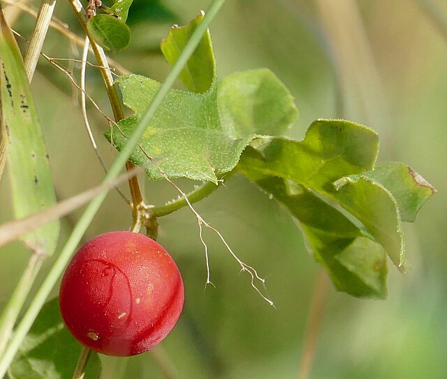 Cherry vine (Blastania cerasiformis) in Mpumalanga, South Africa: Credit, Wikimedia Commons cherry from South Africa