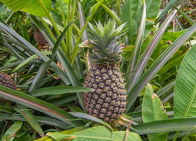 Pineapple in a garden in Fiji: Credit, Wikimedia Commons The Fiji pineapple export sector reconquers NZ with Ripley Queen