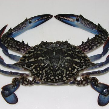 Portunus pelagicus or blue swimming crab: Credit, Wikimedia Commons The Vietnam blue swimming crab export returns up 1%, courtesy Western markets