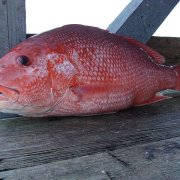 Red snapper: Credit, Wikimedia Commons red snapper