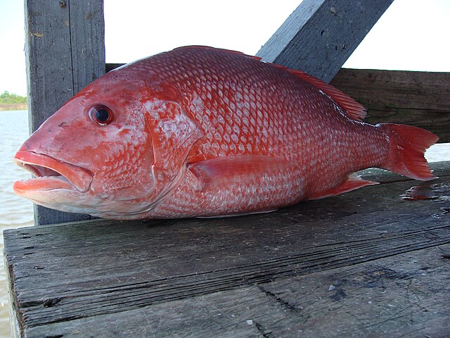 Red snapper: Credit, Wikimedia Commons red snapper