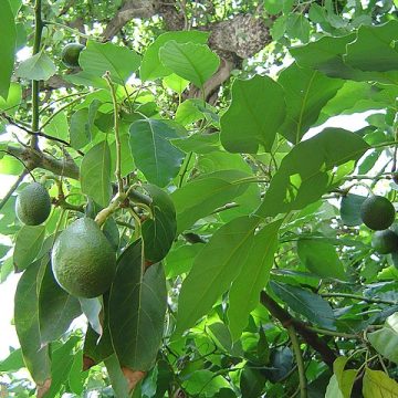 Avocado with foliage: Credit, Wikimedia Commons Some of the avocados in the United States market grow at home