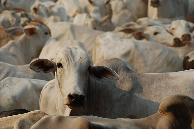 Brazil tracks cattle in Pará state