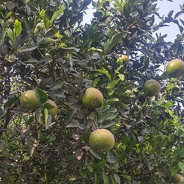 Citrus tree in Punjab, Pakistan: Credit, Wikimedia Commons Pakistan citrus