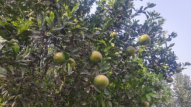 Pakistan citrus