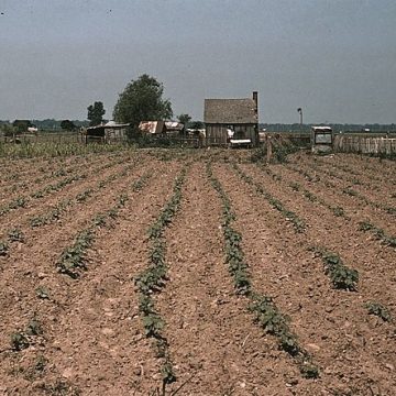 Farm in southern U.S.: Credit, Wikimedia Commons row croppers get farm aid support