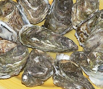 Oysters: Credit, Wikimedia Commons Apalachicola Bay oysters