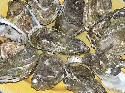 Apalachicola Bay oysters