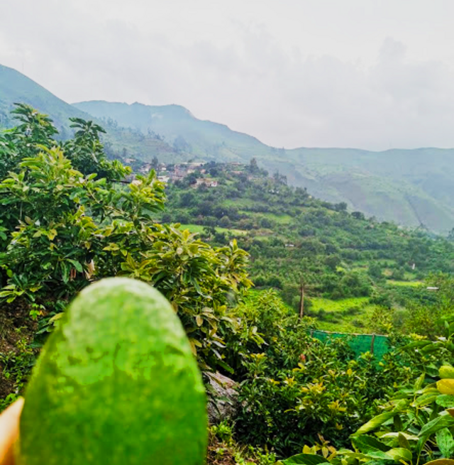 avocado region, Peru