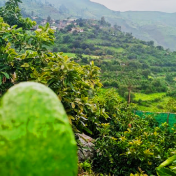 avocado region, Peru