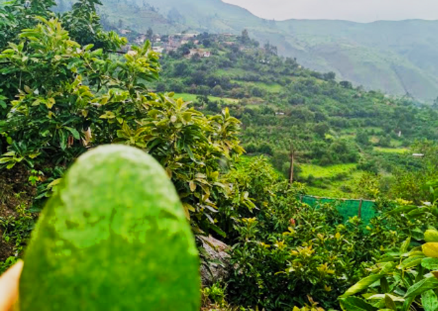 avocados growing in Peru: Credit, Wikimedia Commons avocado region, Peru
