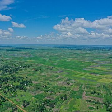 rice fields in Uganda: Credit, Wikimedia Commons Aromatic rice production in Uganda turns reality with new home varieties