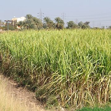 Sugarcane in West Nile, Egypt: Credit, Wikimedia Commons sugarcane fields in Egypt, in MEA region