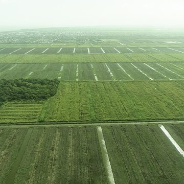 Sugarcane fields in Guyana: Credit, Wikimedia Commons white and brown sugar in Guyana comes from cane