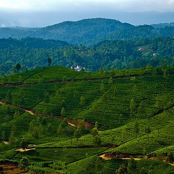 Tea plantations in Sri Lanka: Credit, Wikimedia Commons Tea plantations in Sri Lanka withstand once-in-a-century cyclone