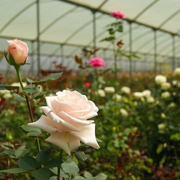 White roses on a farm in Kenya: Credit, Wikimedia Commons Kenya flowers Georgia with its blooms through exponential trade
