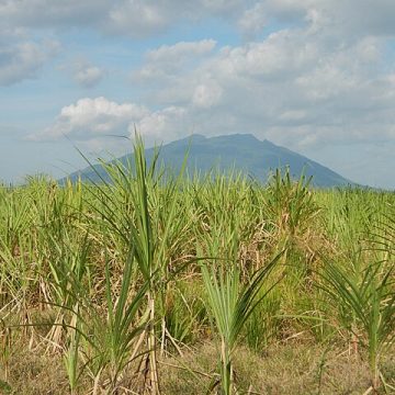 Market supply whams the Philippines sugar producer prices 