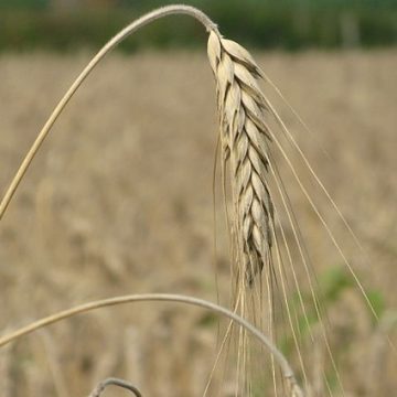 international grain: wheat