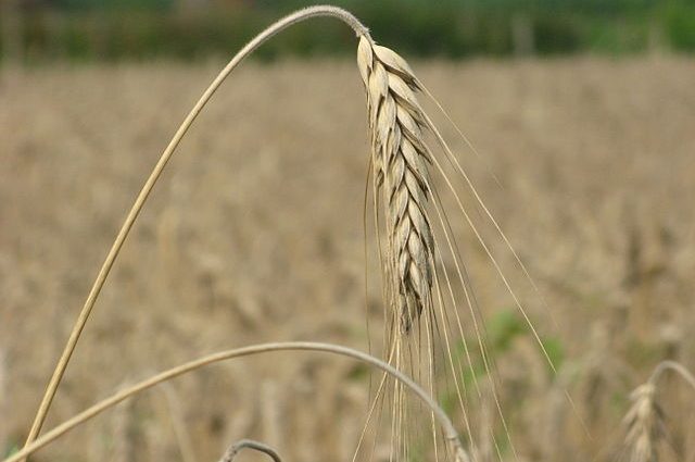 international grain: wheat
