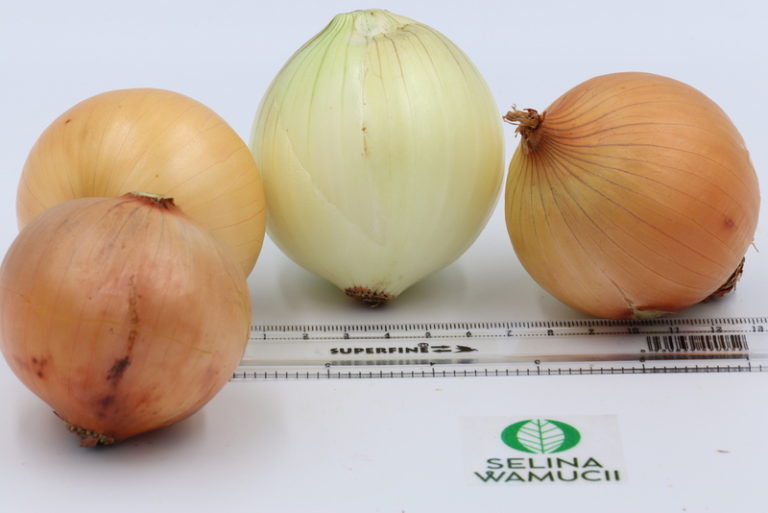 Rwandan white onions