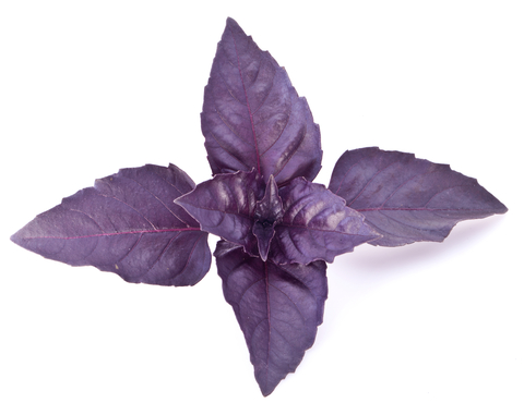 Tanzania Blue Basil