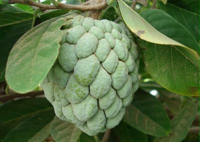 Tanzania Custard Apples