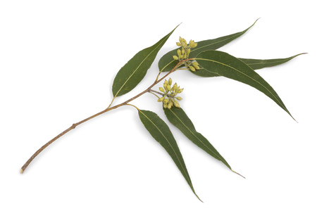 Tanzania Eucalyptus