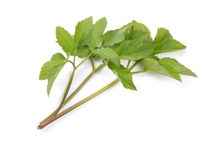 Tanzania Goutweed