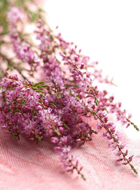 Tanzania Heather