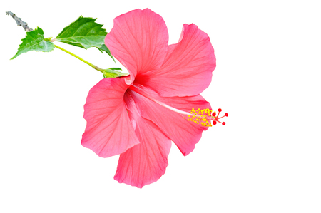 Tanzania Hibiscus