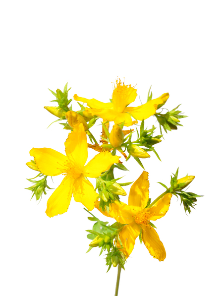 Tanzania Hypericum