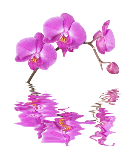 Tanzania Orchids