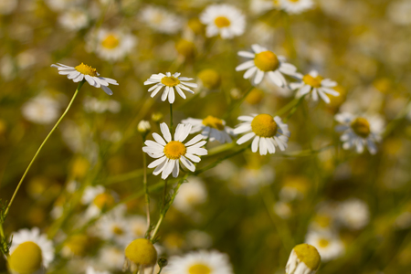 Tanzania Pyrethrum