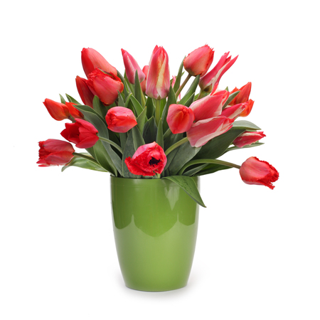 Tanzania Tulips
