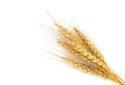 Tanzania Wheat