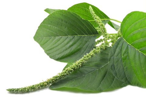 Tanzania Amaranth
