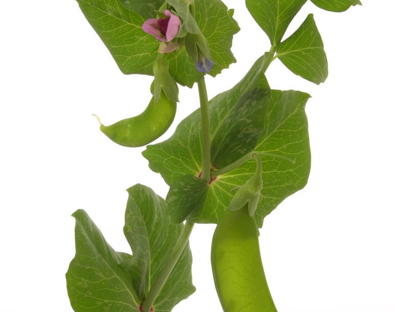 Tanzania Snap Beans