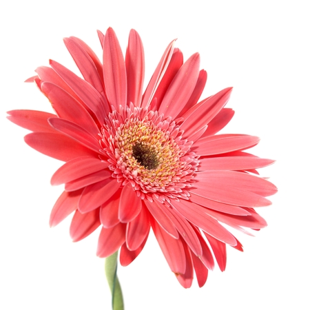 Uganda Gerbera