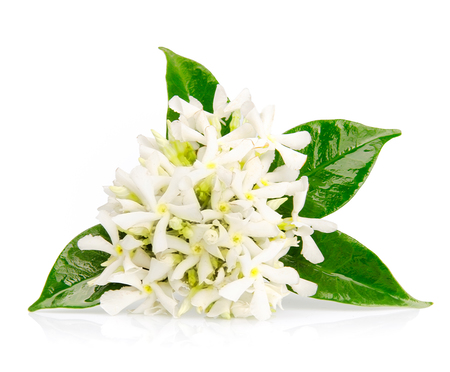 Uganda Jasmine