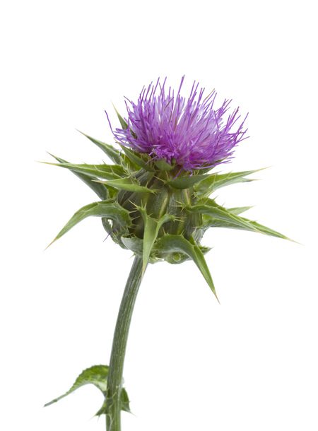 Uganda Thistles