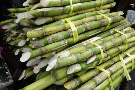 Uganda Sugarcane