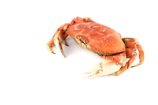 Madagascar Crabs